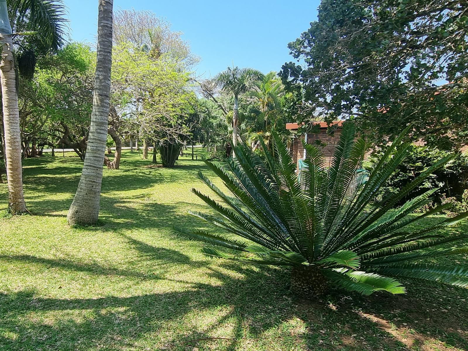 Ndiza Lodge And Cabanas St Lucia Kwazulu Natal South Africa Palm Tree, Plant, Nature, Wood