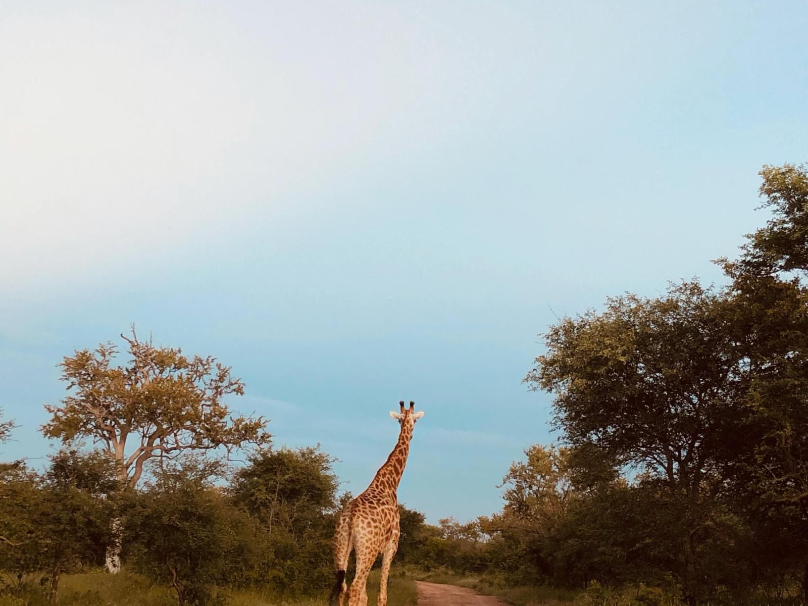 Ndoto Cottage Hoedspruit Limpopo Province South Africa Giraffe, Mammal, Animal, Herbivore