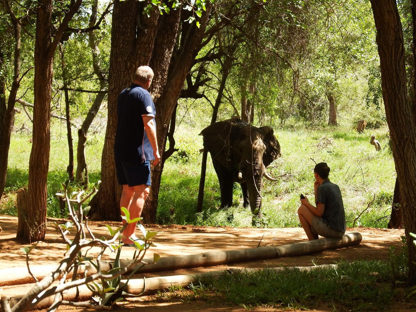 Ndzuti Bush Camp, Colorful, Elephant, Mammal, Animal, Herbivore, Forest, Nature, Plant, Tree, Wood, Person