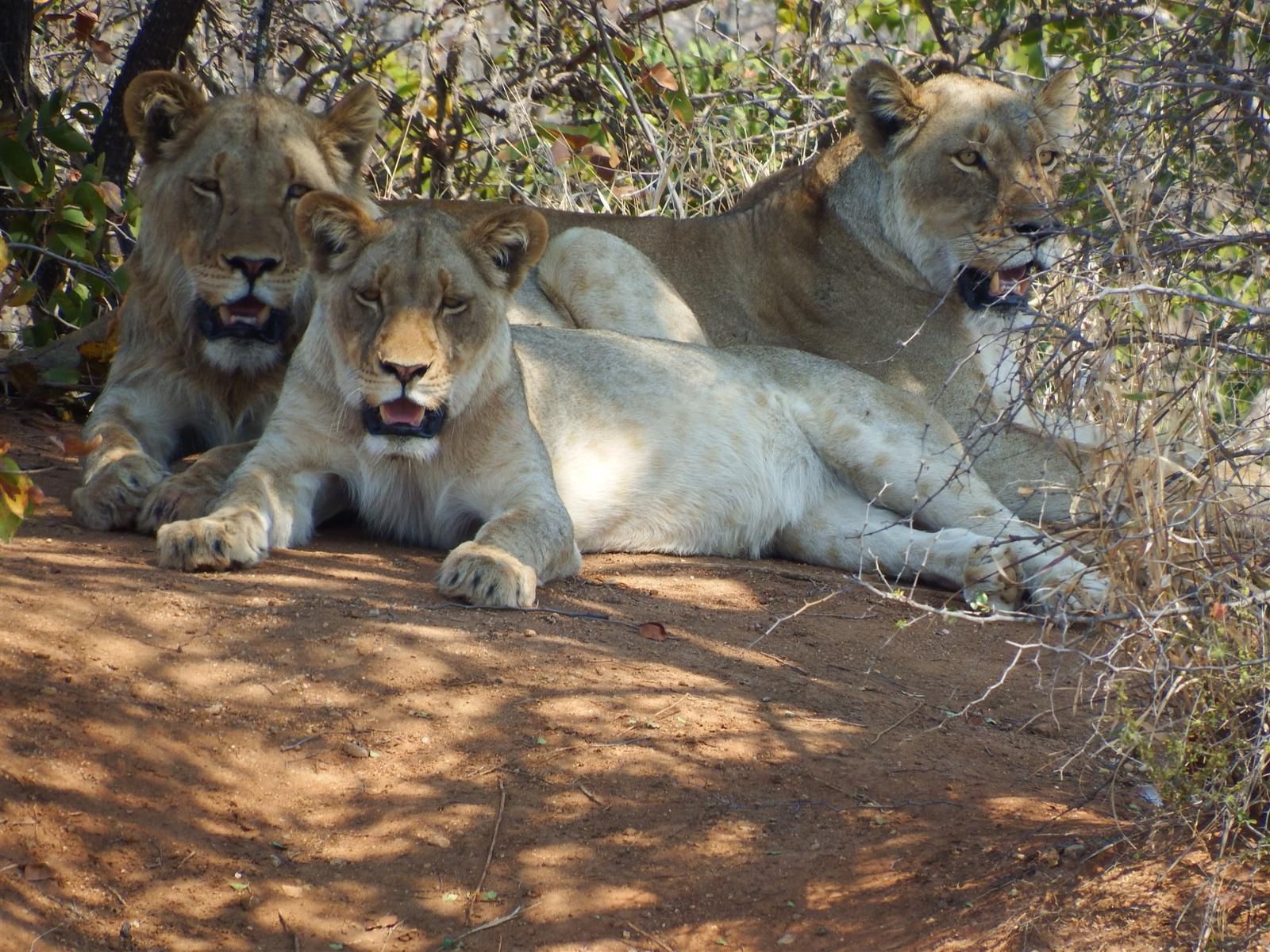 Ndzuti Bush Camp, Lion, Mammal, Animal, Big Cat, Predator