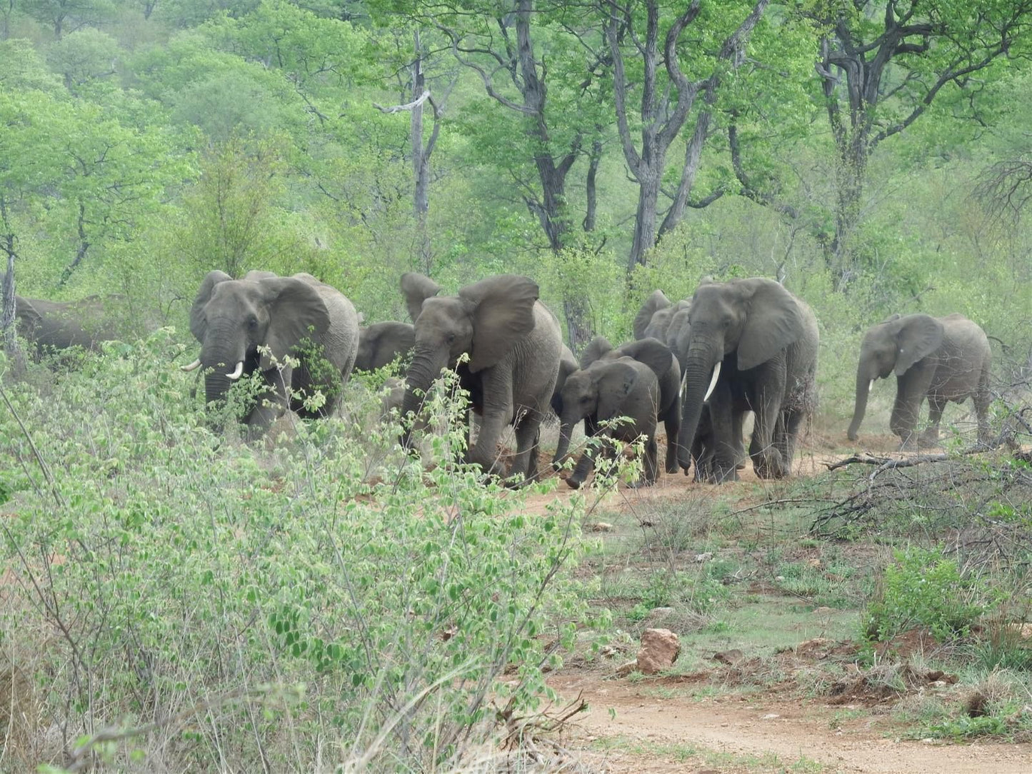 Ndzuti Bush Camp, Elephant, Mammal, Animal, Herbivore