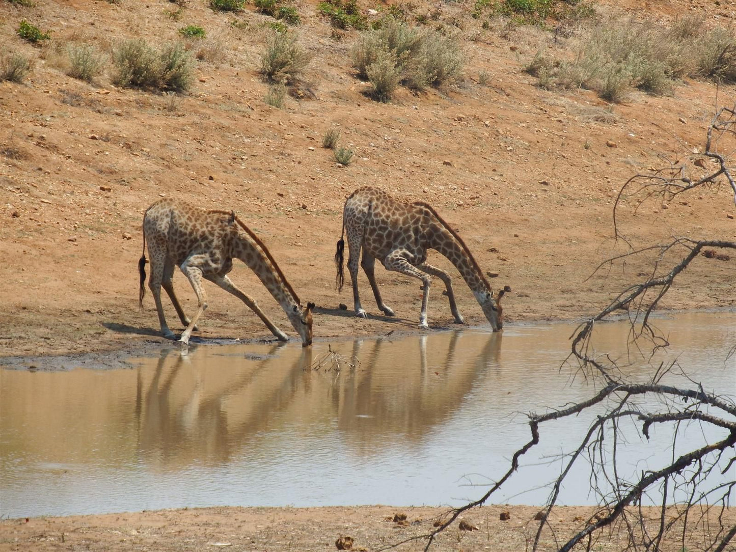 Ndzuti Bush Camp, Animal, Desert, Nature, Sand