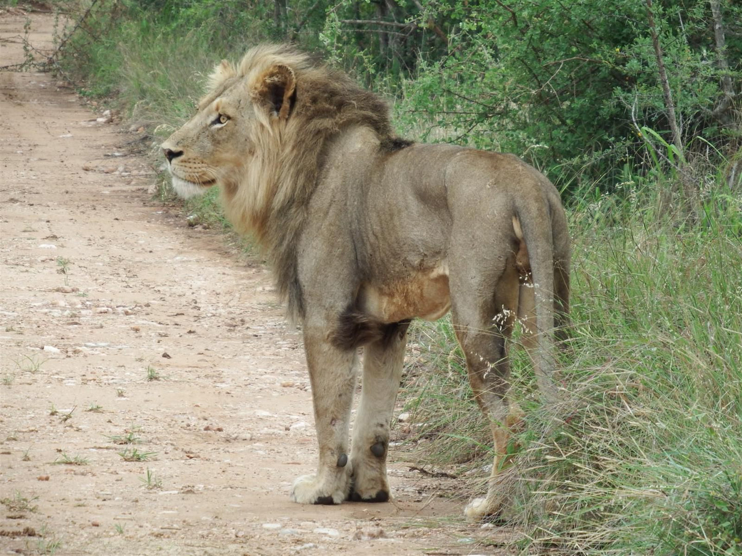 Ndzuti Bush Camp, Lion, Mammal, Animal, Big Cat, Predator