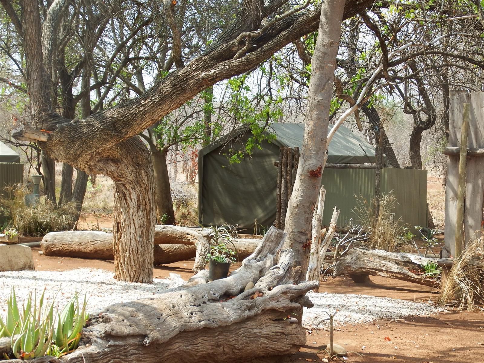 Ndzuti Bush Camp, Plant, Nature