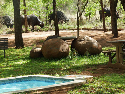 Ndzuti Bush Camp, Animal