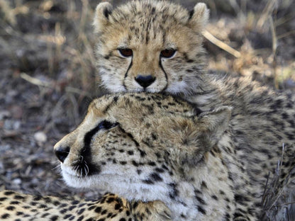 Nedile Lodge Welgevonden Game Reserve Limpopo Province South Africa Unsaturated, Cheetah, Mammal, Animal, Big Cat, Predator