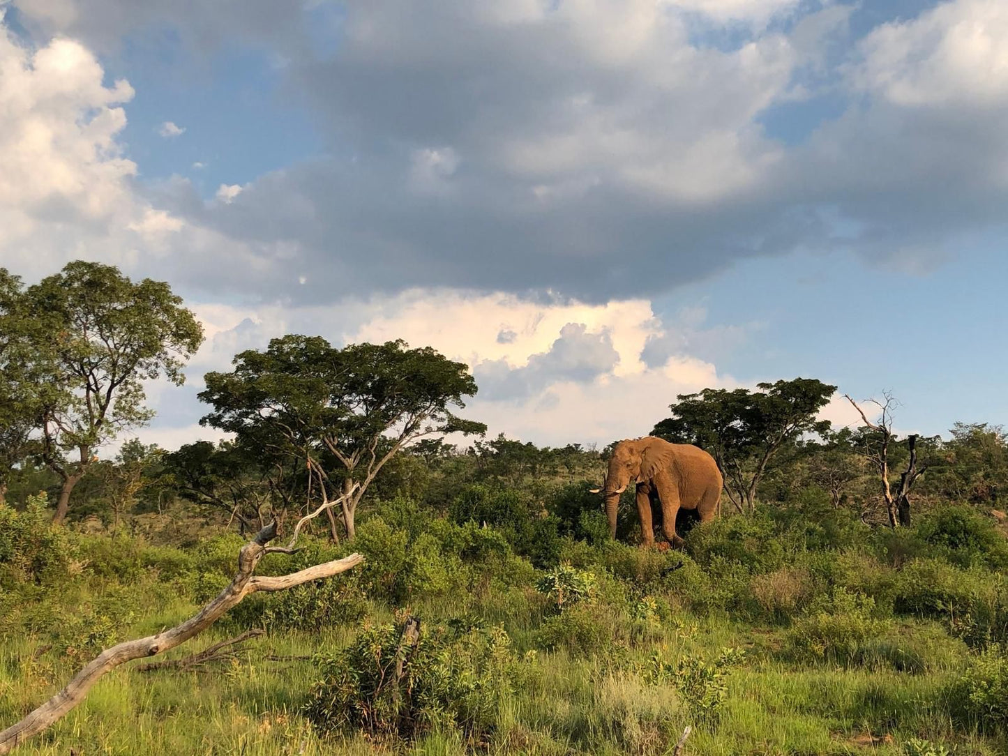 Nedile Lodge Welgevonden Game Reserve Limpopo Province South Africa Elephant, Mammal, Animal, Herbivore