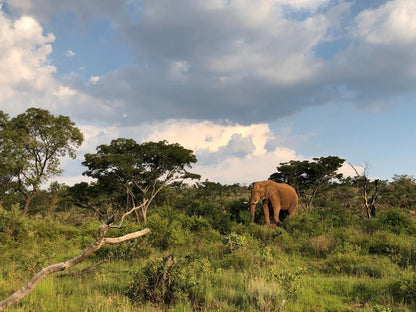 Nedile Lodge Welgevonden Game Reserve Limpopo Province South Africa Elephant, Mammal, Animal, Herbivore