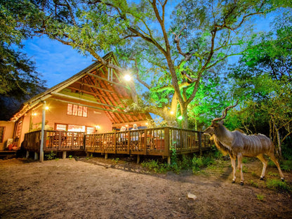 Needles Lodge Marloth Park Mpumalanga South Africa Complementary Colors, Bar