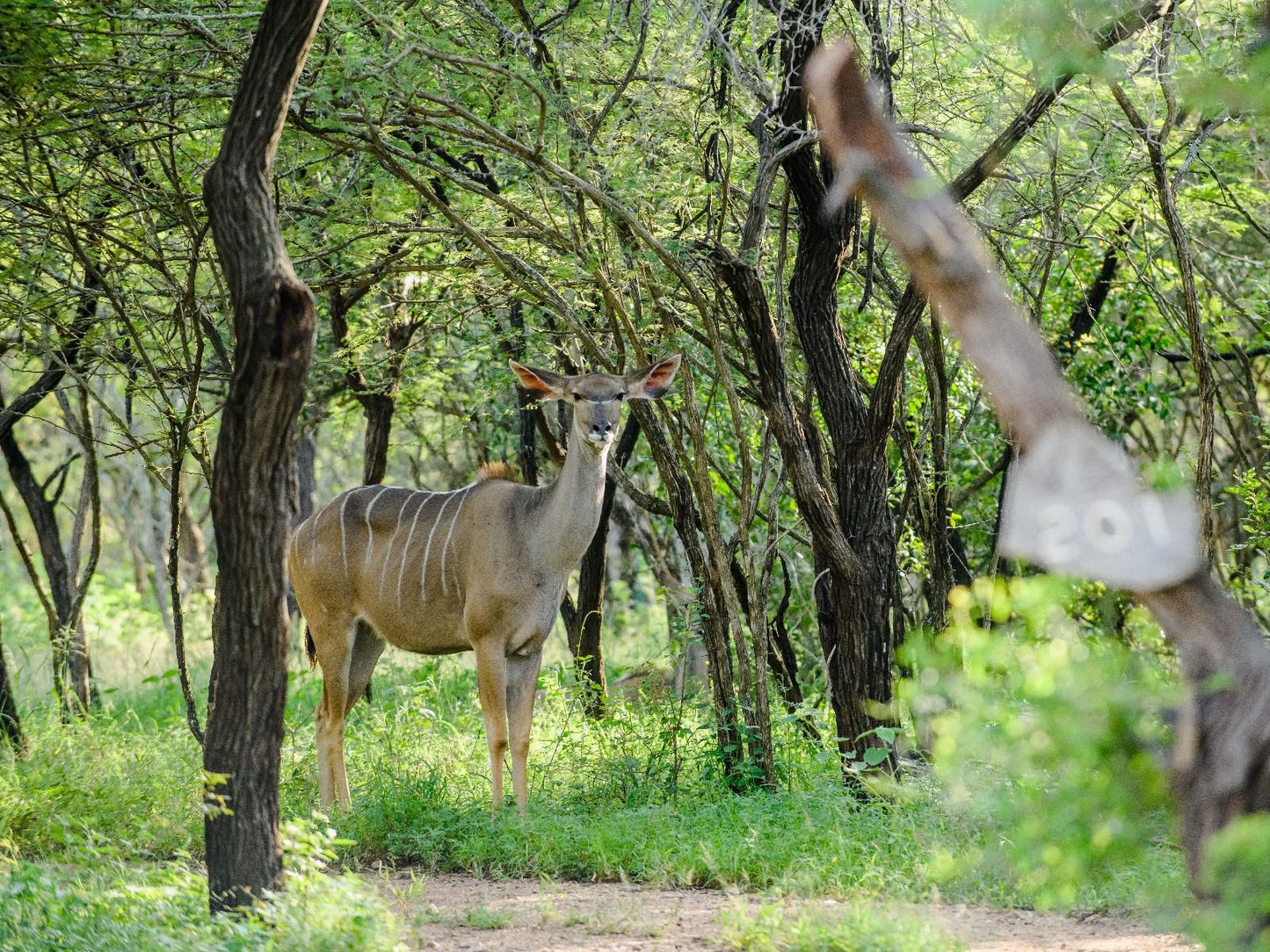 Needles Lodge Marloth Park Mpumalanga South Africa Animal