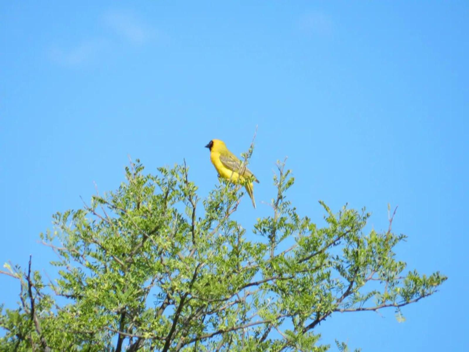 New Beginnings Cottage Drie Kuilen Private Nature Reserve Western Cape South Africa Colorful, Bird, Animal