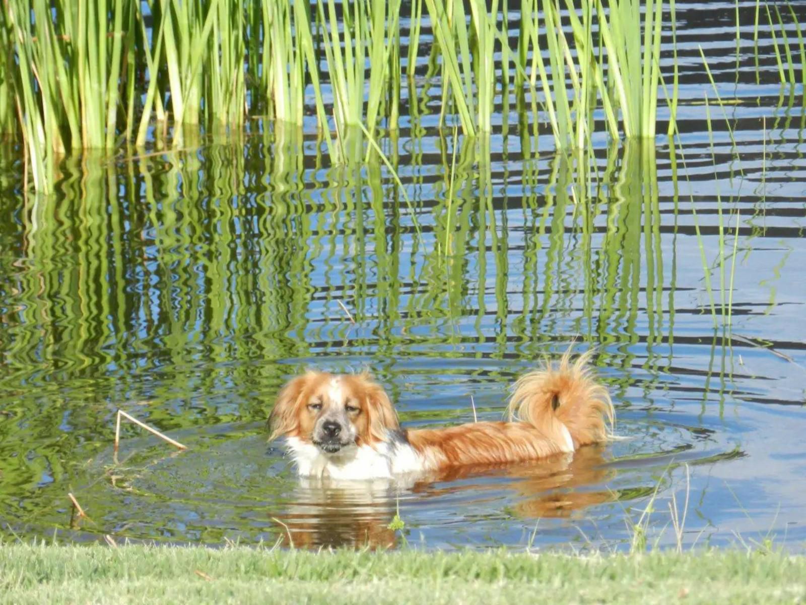 New Beginnings Cottage Drie Kuilen Private Nature Reserve Western Cape South Africa Duck, Bird, Animal, Dog, Mammal, Pet, Lake, Nature, Waters