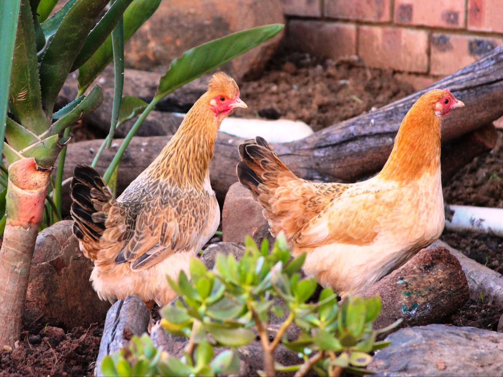 New Haven Guest House, Chicken, Bird, Animal, Agriculture, Farm Animal