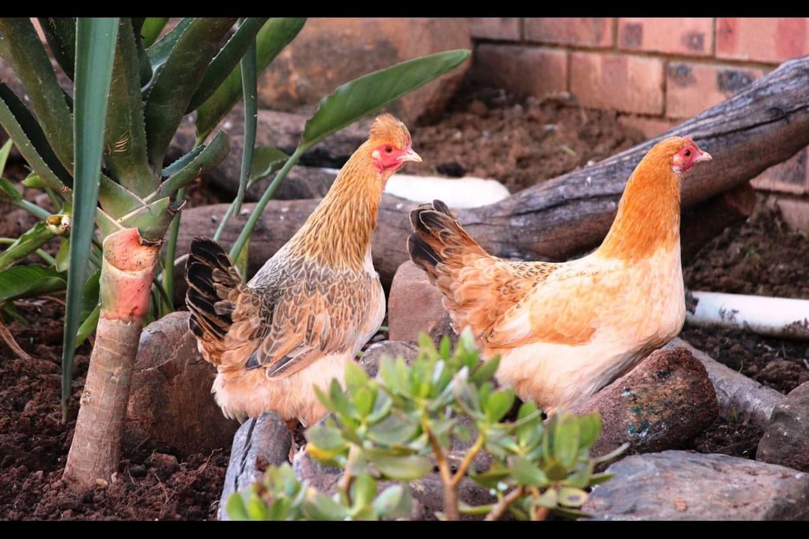 New Haven Guesthouse Pioneer Park Newcastle Kwazulu Natal South Africa Chicken, Bird, Animal, Agriculture, Farm Animal