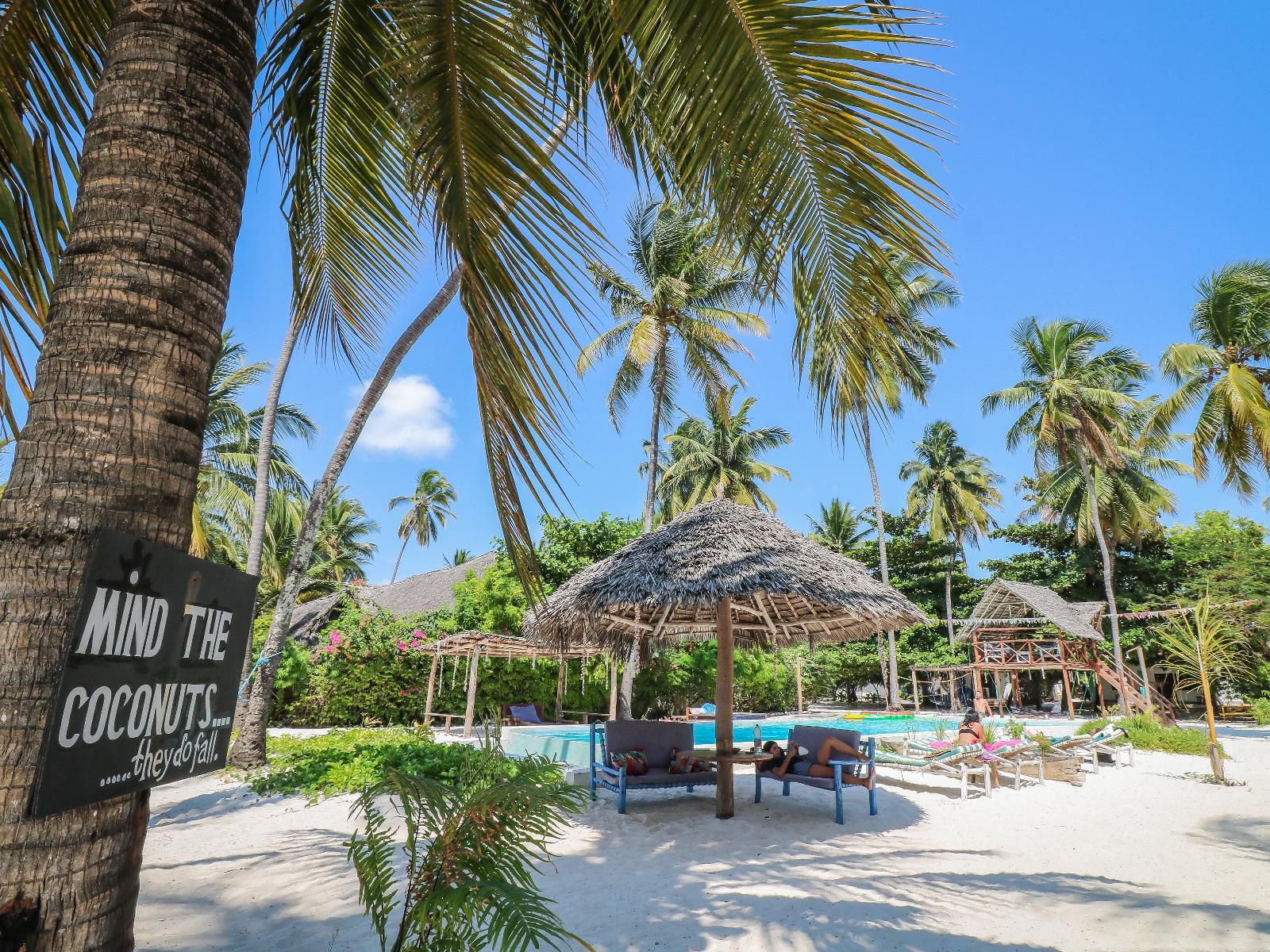 New Teddy'S On The Beach, Beach, Nature, Sand, Island, Palm Tree, Plant, Wood