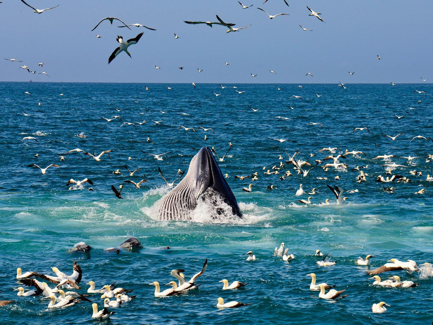 Newington Place Central Port Elizabeth Eastern Cape South Africa Colorful, Whale, Marine Animal, Animal