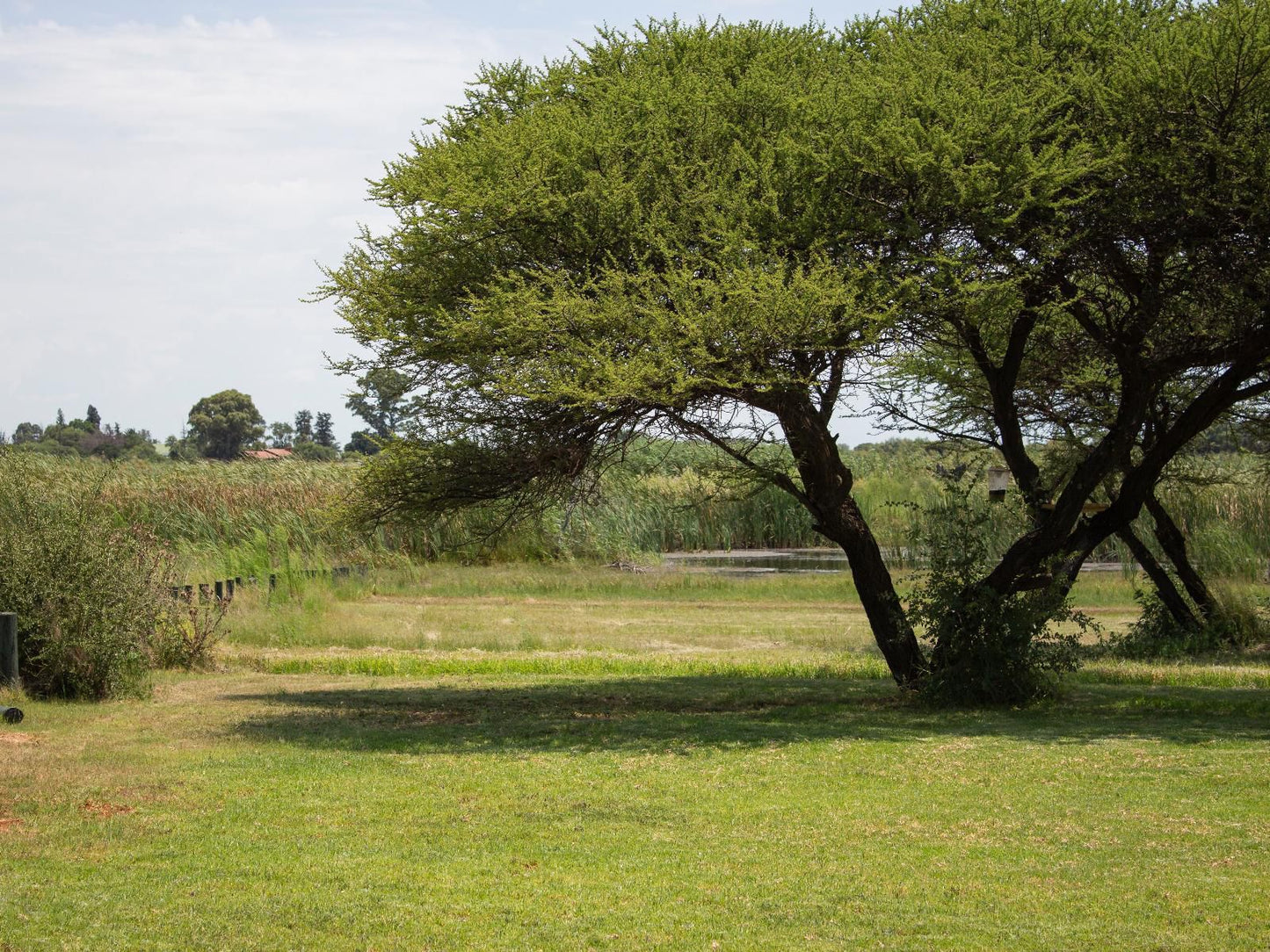 Newlands Country Lodge Galeshewe Kimberley Northern Cape South Africa Tree, Plant, Nature, Wood, Lowland