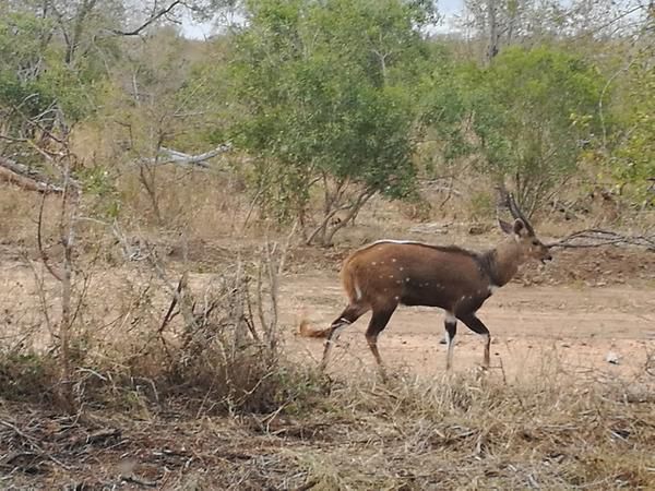 Ngalas Rest 101 Mjejane Private Game Reserve Mpumalanga South Africa Deer, Mammal, Animal, Herbivore