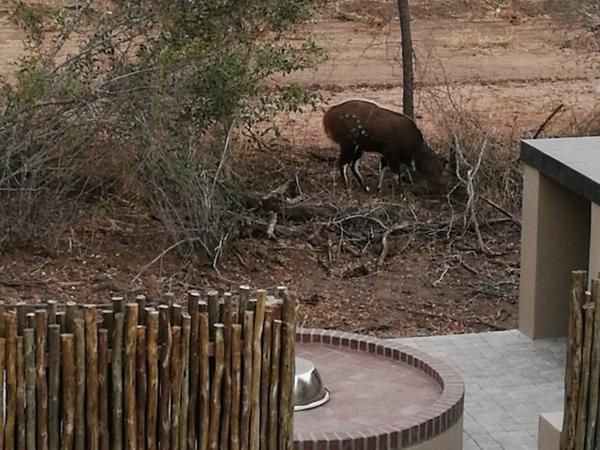 Ngalas Rest 101 Mjejane Private Game Reserve Mpumalanga South Africa Sepia Tones, Deer, Mammal, Animal, Herbivore