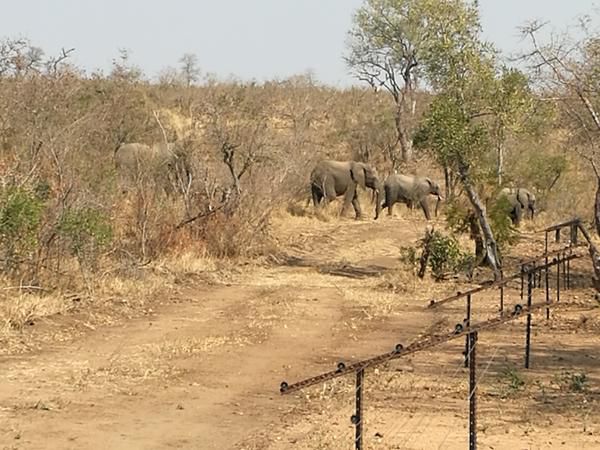 Ngalas Rest 101 Mjejane Private Game Reserve Mpumalanga South Africa Elephant, Mammal, Animal, Herbivore