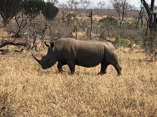 Ngalas Rest 101 Mjejane Private Game Reserve Mpumalanga South Africa Rhino, Mammal, Animal, Herbivore