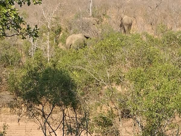 Ngalas Rest 101 Mjejane Private Game Reserve Mpumalanga South Africa Sepia Tones, Elephant, Mammal, Animal, Herbivore