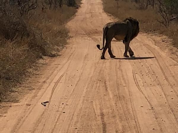 Ngalas Rest 101 Mjejane Private Game Reserve Mpumalanga South Africa Sepia Tones, Animal