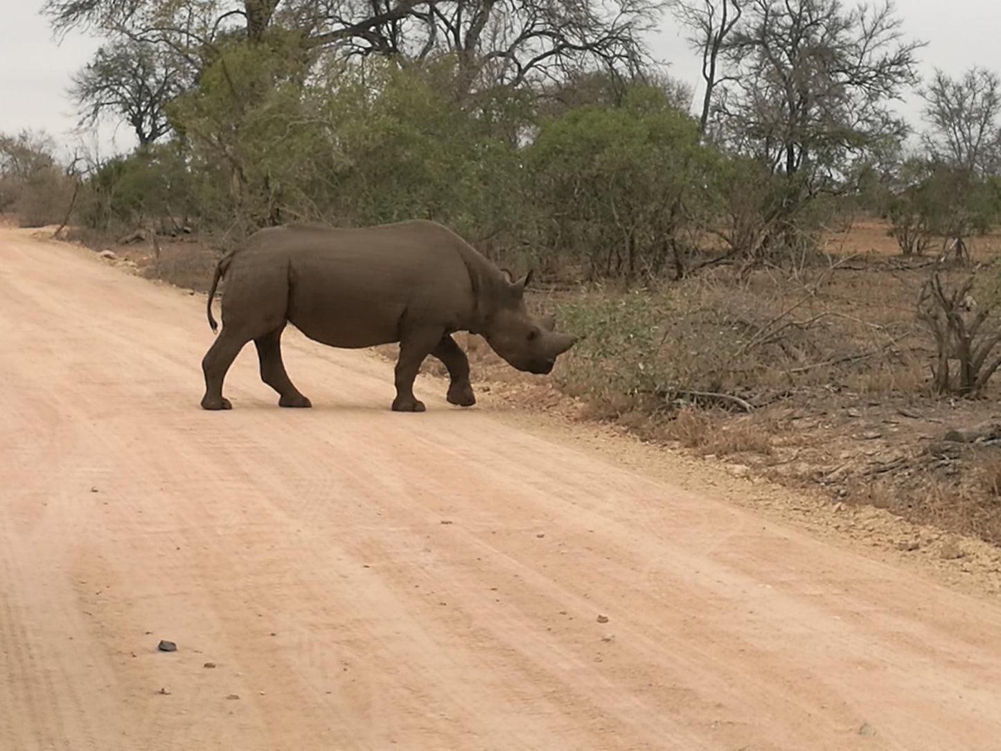 Ngalas Rest 101 Mjejane Private Game Reserve Mpumalanga South Africa Sepia Tones, Elephant, Mammal, Animal, Herbivore, Rhino