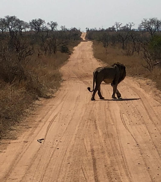 Ngalas Rest 101 Mjejane Private Game Reserve Mpumalanga South Africa Animal, Lowland, Nature