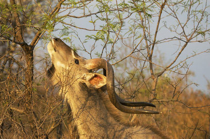 Ngiri Safaris Dinokeng Game Reserve Gauteng South Africa Animal