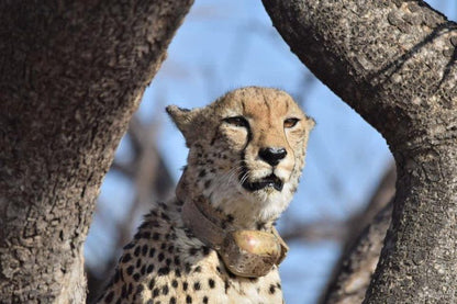 Ngiri Safaris Dinokeng Game Reserve Gauteng South Africa Cheetah, Mammal, Animal, Big Cat, Predator