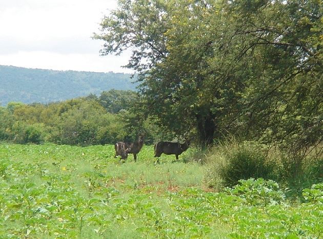 Ngombe Game Lodge Polokwane Pietersburg Limpopo Province South Africa Meadow, Nature, Tree, Plant, Wood, Animal