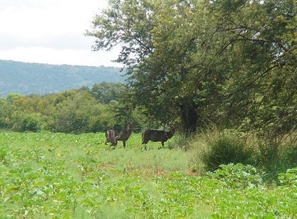 Ngombe Game Lodge Polokwane Pietersburg Limpopo Province South Africa Meadow, Nature, Tree, Plant, Wood, Animal