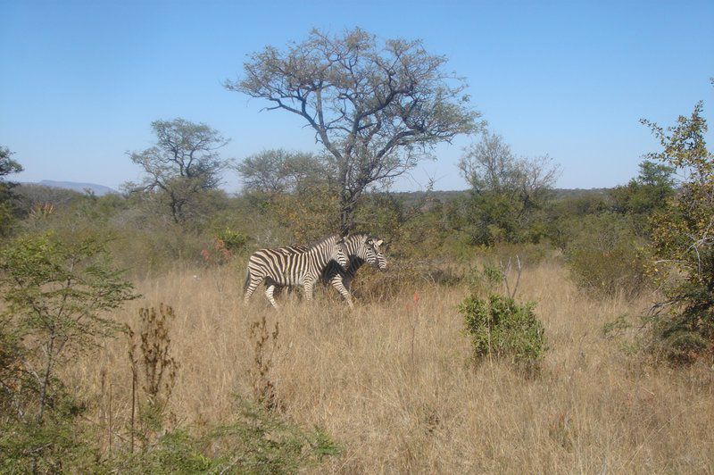 Ngombe Game Lodge Polokwane Pietersburg Limpopo Province South Africa Complementary Colors, Zebra, Mammal, Animal, Herbivore