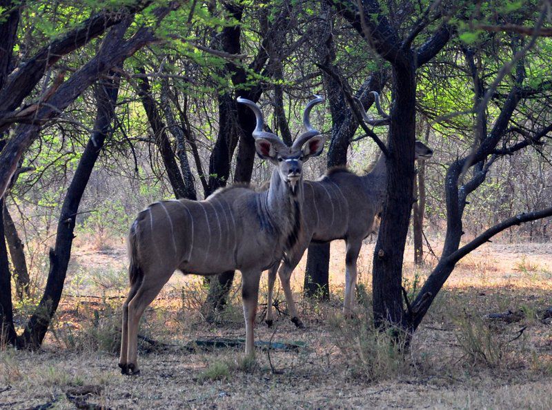 Ngombe Game Lodge Polokwane Pietersburg Limpopo Province South Africa Animal