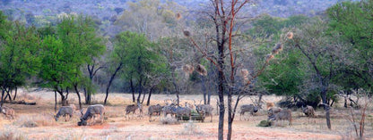 Ngombe Game Lodge Polokwane Pietersburg Limpopo Province South Africa Animal