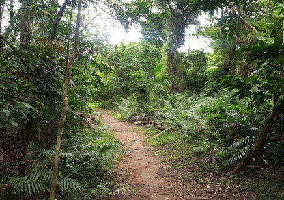 Ngoye Lodge Mtunzini Kwazulu Natal South Africa Forest, Nature, Plant, Tree, Wood