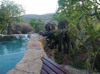 Ngululu Bush Lodge Mabalingwe Nature Reserve Bela Bela Warmbaths Limpopo Province South Africa Elephant, Mammal, Animal, Herbivore