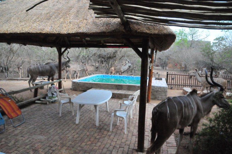 Ngululu Marloth Park Mpumalanga South Africa Unsaturated, Swimming Pool
