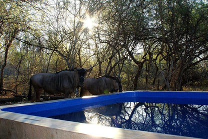 Ngululu Marloth Park Mpumalanga South Africa Animal