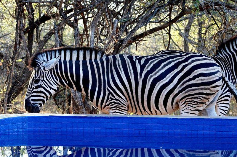 Ngululu Marloth Park Mpumalanga South Africa Zebra, Mammal, Animal, Herbivore