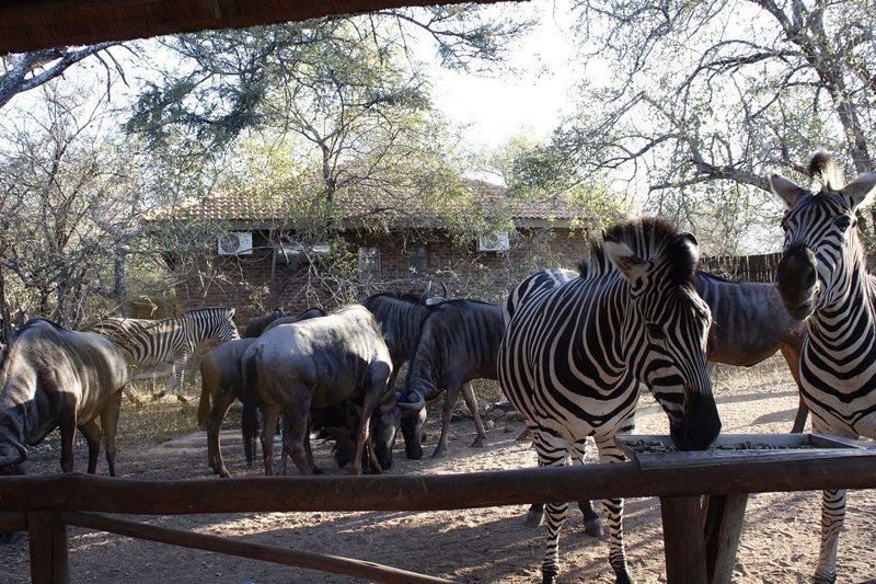 Ngululu Marloth Park Mpumalanga South Africa Zebra, Mammal, Animal, Herbivore