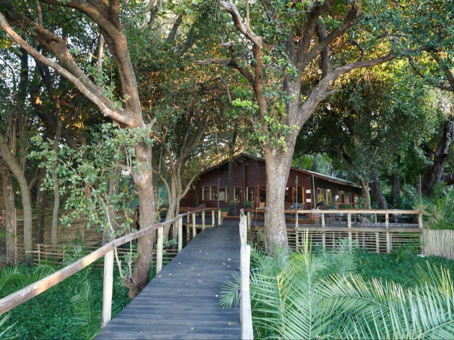 Nguma Island Lodge, Plant, Nature, Tree, Wood