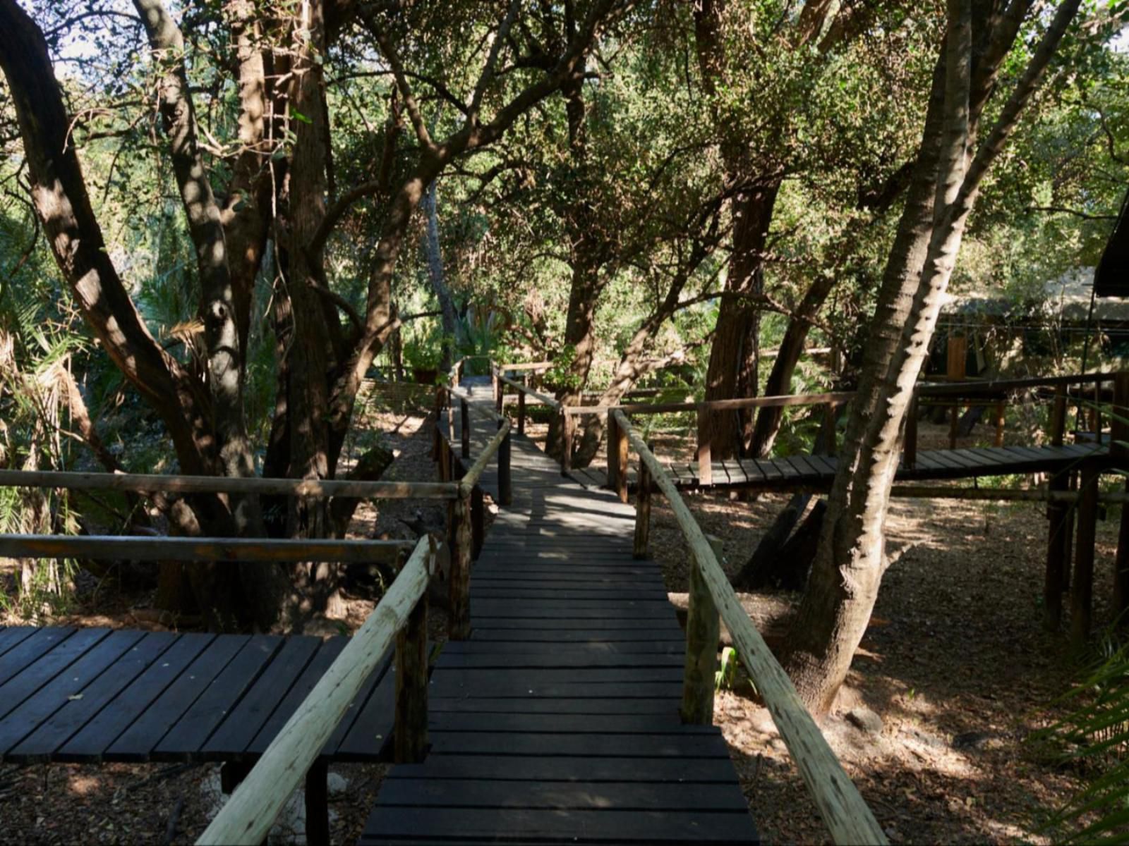 Nguma Island Lodge, Forest, Nature, Plant, Tree, Wood