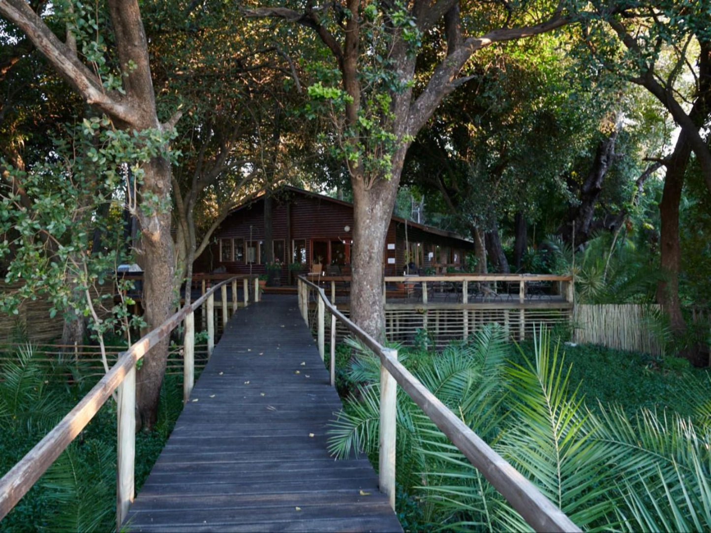 Nguma Island Lodge, Forest, Nature, Plant, Tree, Wood