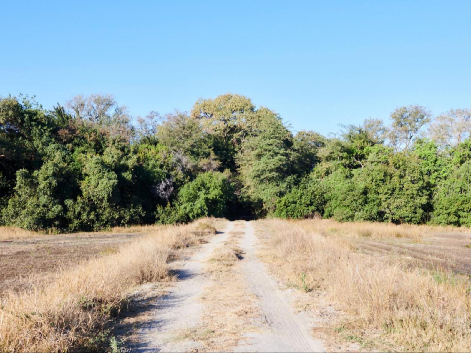 Nguma Island Lodge, Campsites, Railroad, Tree, Plant, Nature, Wood, Leading Lines, Lowland