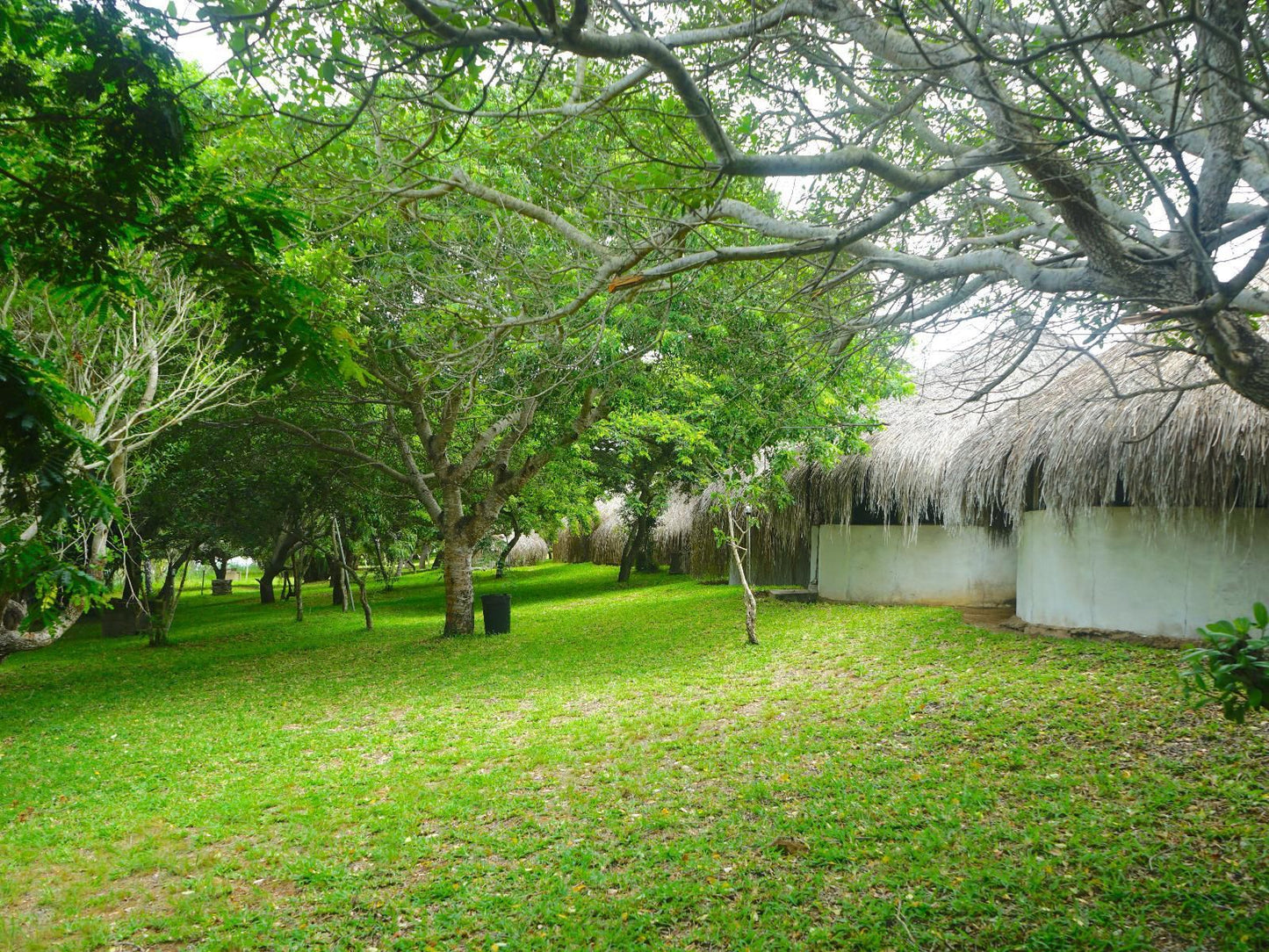 Nhambavale Lodge, Plant, Nature, Tree, Wood