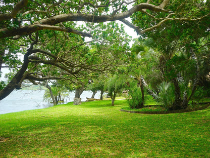 Nhambavale Lodge, Plant, Nature, Tree, Wood