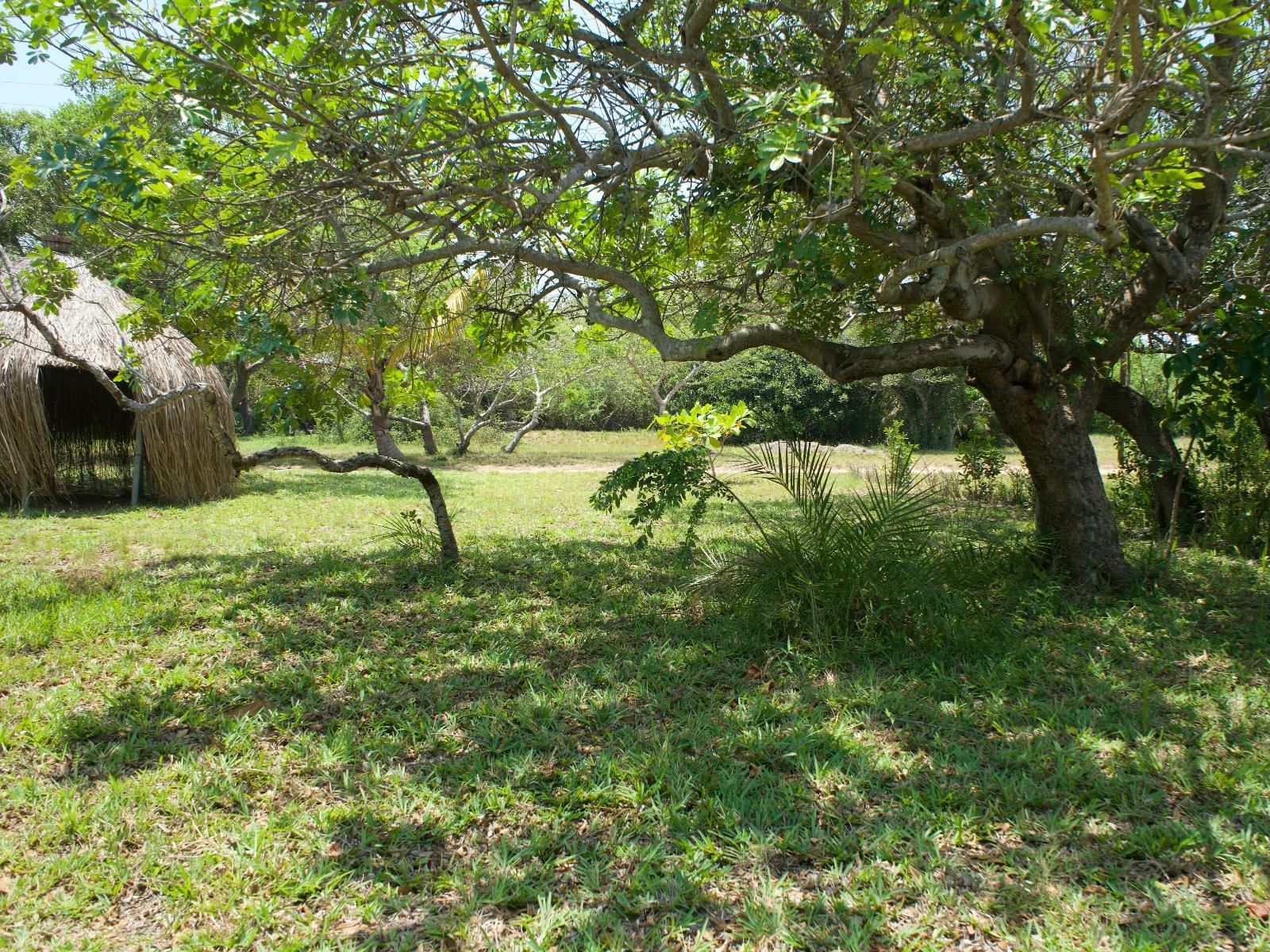 Nhambavale Lodge, Casa Bianca, Plant, Nature, Tree, Wood