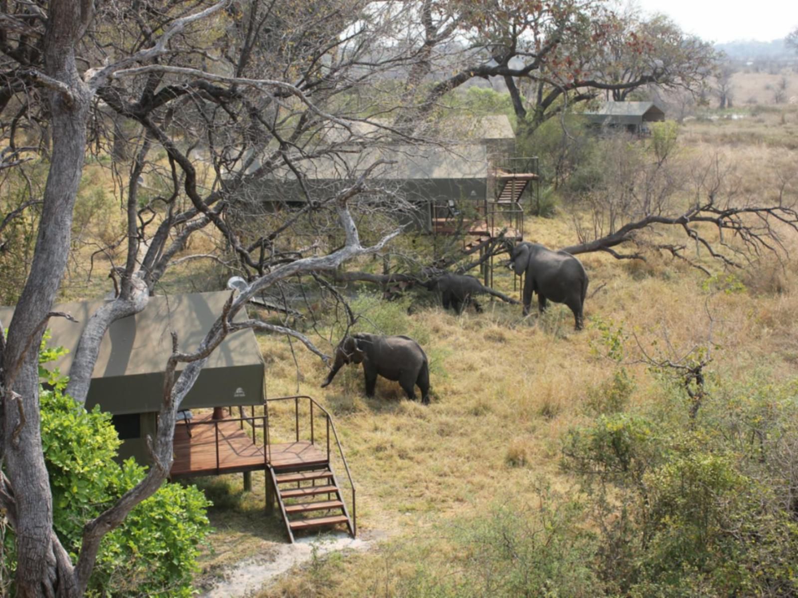 Nkasa Lupala Tented Lodge, Elephant, Mammal, Animal, Herbivore